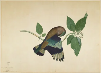 Indian Roller on Sandalwood Branch, folio ze série zadané Lady Impey, 1779