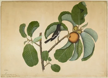 Orientální straka s kobylkou a křískem na větvi elefantového jabloně, list ze série objednané lady Impeyovou, 1778