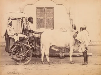Bullock Cart, Dillí