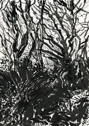 Ham Common Woods (tuš a grafit na papíře)