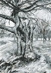 Starý strom, Richmond Park (akrylová barva a tuš na papíře)