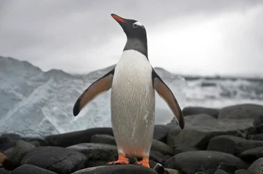 Portrét tučňáka gentoo, Pygoscelis papua. Antarktida., 2022 (foto)