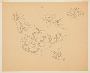 Studie Dogwood