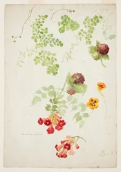 Studie Maidenhair Fern, Trumpet Vine a Nasturtium