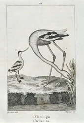 Flamingo a Avosetta, z Historie Země a animované přírody, Londýn 1816 (rytina mědi)