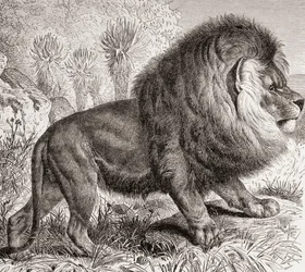 Lev kapský, dnes vyhynulý, z knihy "La Vida de los Animales", vyd. kolem roku 1885 (tisk)