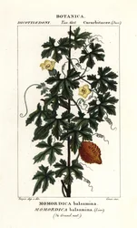 Africká okurka, Momordica balsamina