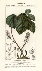 Allegheny flush, Pachysandra položená
