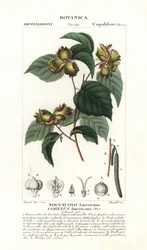 Americký lískový ořech, Corylus americana