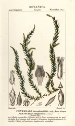 Antifever fontinalis mech, Fontinalis antipyretica