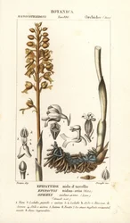 Orchidej ptačí hnízdo, Neottia nidus-vasp