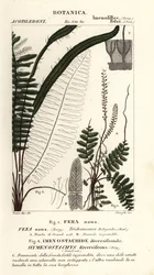 Kapradina štětinová, Trichomanes botryoides