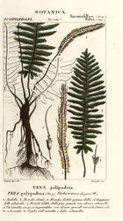 Kapradina štětinová, Trichomanes elegans