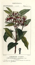 Hřebíček, Syzygium aromaticum