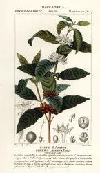 Káva, Coffea arabica, Caffe d’Arabia
