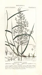 Ohyb obecný, Agrostis capillaris