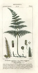 Kapradí nebo brzdič obecný, Pteridium aquilinum