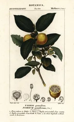 Kvajáva obecná, Psidium guajava