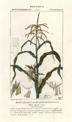 Kukuřice nebo kukuřice, Zea mays