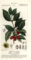 Cornelian třešeň, Cornus mas