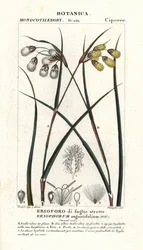 Bavlník nebo bavlník, Eriophorum angustifolium