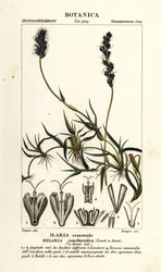 Mesquite kadeřavý, Hilaria cenchroides