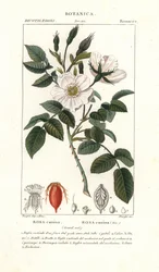 Psí růže, Rosa canina