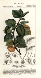 Bříza trpasličí, Betula pumila