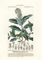 Erythroxylum laurifolium