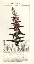 Evropská hůlka loosestrife, Lythrum virgatum