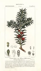 Tis evropský, Taxus baccata
