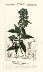 Falešný houslista, Hydrolea spinosa