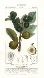 Fíkovník a ovoce, Ficus carica