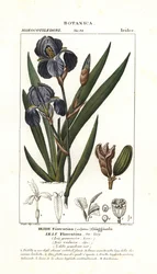 Iris florentský, Iris germanica var florentina