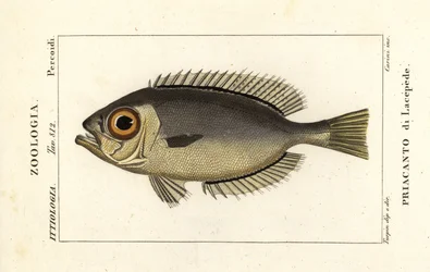 Velkoočky, Heteropriacanthus cruentatus