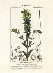 Větší žlutý chřestýš, Rhinanthus alectorolophus