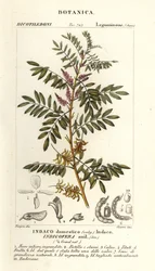 Guatemalské indigo, Indigofera suffruticosa