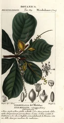 Mandloň indická, Terminalia catappa