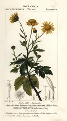 Chryzantéma indická, Chrysanthemum indicum