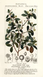 Indická švestka, Flacourtia indica