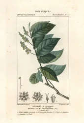 Ironwood, Homalium clusterumus