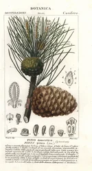 Borovice pinie, Pinus pinea, Pino domestico
