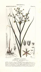 Spěch kloubový, Juncus articulatus