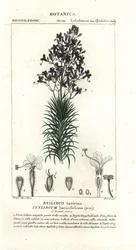 Spouštěč modřínových listů nebo stromů, Stylidium laricifolium