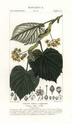 Lípa nebo lípa, Tilia alba