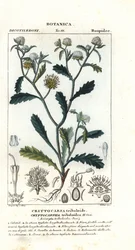 Paní gorgonová, Acicarpha tribuloides