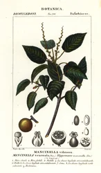 Manchineel nebo plážová jabloň, Hippomane mancinella
