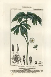 Májovník, Podophyllum peltatum