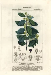 řešetlák středomořský, Rhamnus alaternus