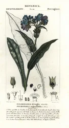 Plicník úzkolistý, Pulmonaria angustifolia